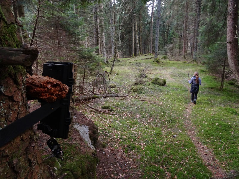 Ursus arctos.....l''habitat